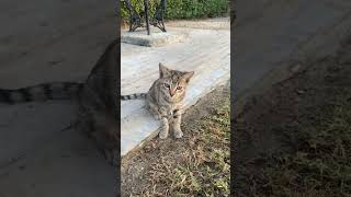 Cute cat viralvideo funny trending shorts [upl. by Kroll127]