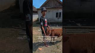 Sapine unik lek kandangsobatngarit sapi [upl. by Ingamar96]