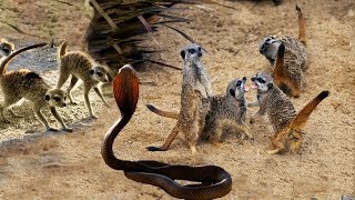 Meerkat family vs Snake  King Cobra  Lizard Real Fight Compilation  Big Battle In The Desert [upl. by Spring191]