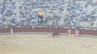 Novillada plaza de toros de las Ventas [upl. by Lapo903]