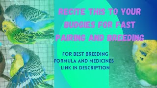 recite this your budgies  use full sound for breeding budgies on mating and fastpairing [upl. by Aicirtac]