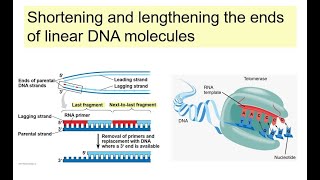 DNA Unit Telomeres and Telomerase [upl. by Belicia]