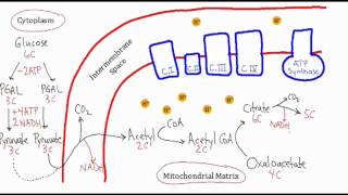 MACademy  Cellular Respiration Video Tutorial [upl. by Tremayne]