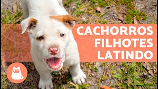 Os melhores LATIDOS de CACHORROS FILHOTES 🐶 🔊 Fofos demais [upl. by Pirnot]