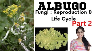 Albugo  The Process of Reproduction amp Life Cycle  Fungi  White Rust of Crucifers [upl. by Perrins293]