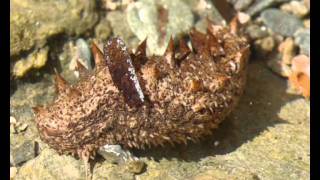 Holothuria sp Sea cucumber from Greece 3 [upl. by Eceirehs292]