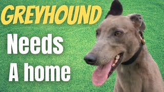 Greyhound looking for his forever home [upl. by Odo]