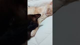 Narasita y lolito el primer video❤️😺 [upl. by Kev]