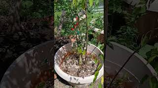 Repotting nectarine tree veteran siftingsomesoil containergardening fyp garden [upl. by Aihn987]