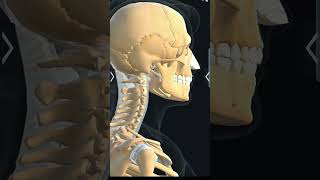 hyoid bone biology 3d anatomy [upl. by Beauchamp]