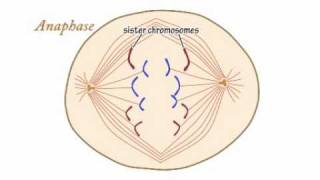 Mitosis Video by Peter Weatherall [upl. by Cyrus66]