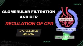 Glomerular Filtration And GFR  Regulation of GFR  Renal Physiology [upl. by Krispin]