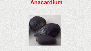 ANACARDIUM  ΑΝΤΙΜΕΤΩΠΙΣΗ ΟΞΕΩΝ ΚΑΤΑΣΤΑΣΕΩΝ ΜΕ ΟΜΟΙΟΠΑΘΗΤΙΚΗ [upl. by Buller]