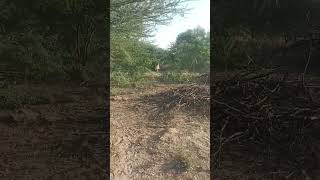 video  janwar   short viral wolf​ animalrescue​ [upl. by Saxon]