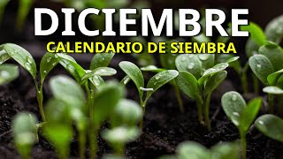 Que SEMBRAR y PLANTAR en DICIEMBRE …Huerto ➕️ Aromáticas ➕️ Flores  Calendario de Siembra [upl. by Ehsiom101]