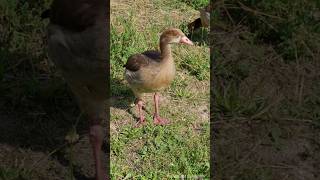 Young Egyptian Goosling calling  Junge Nilgans Gössel ruf Parkinsel Ludwigshafen goose waterfowl [upl. by Marta]