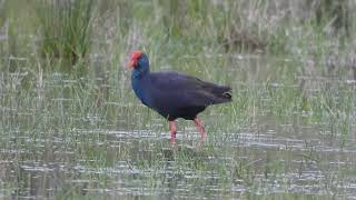 Western Swamphen Foraging [upl. by Ruosnam]