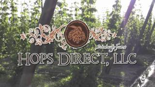 Hops TV Episode 15 Stringing Hops [upl. by Ellevehs]