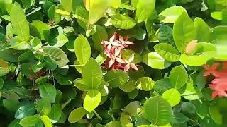 Planta Ixora o Coralillo Beneficios y Propiedades Medicinales [upl. by Bondy820]