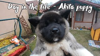 Life with an American Akita puppy Our daily routine with a 10 weeks old Akita [upl. by Juliann]