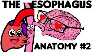 The Esophagus Anatomy PART 2 [upl. by Ennael]