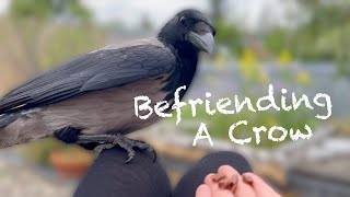 How To Get A FREE LEGENDARY Crow In Adopt Me Roblox [upl. by Johen]