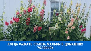 Когда и как сажать семена мальвы в домашних условиях на рассаду [upl. by Sheya]