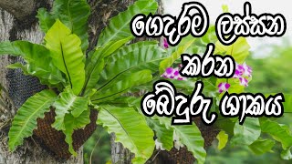 මිදුල හැඩකරන බේදුරු ශාකයක් නිවසේදිම අපිම හදාගමු How to grow beduru plants  birds nest plants grow [upl. by Htebasyle875]