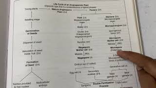 Diplontic life cycle of Angiospermic plant [upl. by Grier50]