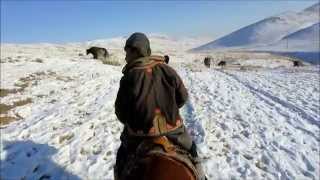 Mongolia Przewalski wild horse  Mongolia Travel amp Tours [upl. by Anyzratak398]