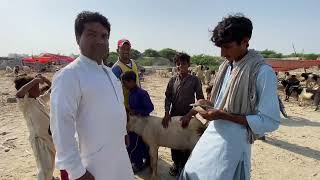 BAKRA LE LAYA ALHAMDULLAH GWADAR BAKRA MANDIFAREED GWADRI VLOG [upl. by Neelcaj710]