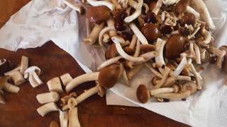 FUNGHI PIOPPINI 2017  Fioritura Primaverile [upl. by Claire]