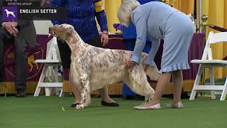 Setters English  Breed Judging 2020 [upl. by Hameerak284]