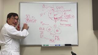 Dorsal pontine stroke syndromes [upl. by Dumm]