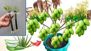 Propagation techniques to stimulate mango trees to germinate quickly thanks to aloe vera [upl. by Gwenny]