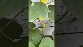 Cucumber creeper plant started flowering in terrace garden terracegarderning garden cucumber [upl. by Perlie]