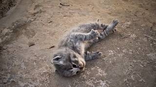 The kitten lay stiff and not breathing near death until a passerby found him and performed CPR❤️ [upl. by Brost776]