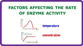 Factors Affecting the Rate of Enzyme Activity [upl. by Shaum]