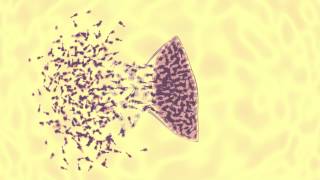 bacteriophage vs ecoli animation [upl. by Doggett]