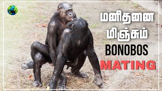 Bonobos mating  மனித குரங்கின் இனப்பெருக்கம்  Mating habits of pygmy chimpanzee  Tamil  BioWorld [upl. by Hadley911]