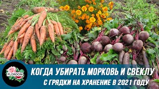 Когда убирать морковь и свеклу с грядки на хранение в 2021 году [upl. by Ahgem]