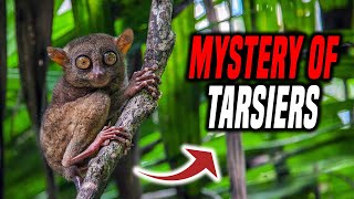 Uncovering the Mystery of Tarsiers [upl. by Narrad]