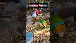 Gouldian Finch Gouldian Finch facts in hindi gouldianfinch birdslover [upl. by Hollington]