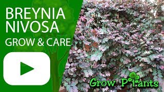 Breynia nivosa  grow amp care [upl. by Ika411]