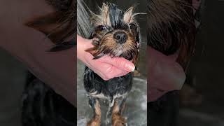 How to Groom a Yorkshire Terrier  StepbyStep Tutorial for Perfect Yorkshire Terrier Cuts  GlamUp [upl. by Einnep870]