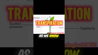 transpiration  what is transpiration  transpiration animation [upl. by Rickie]