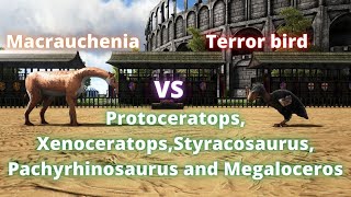 Macrauchenia vs terror bird protoceratops xenoceratops and more ark creatures battle [upl. by Dwain]