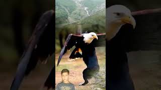 How Wild Eagle Feed In Wild Mountain [upl. by Anirtruc12]