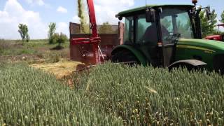 JOHN DEERE 5085M amp FİMAKS BİGDRUM  BUGDAY SİLAJI YAPIMI [upl. by Nolaf47]