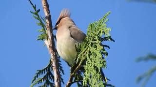 Cedar waxwings calling [upl. by Alel255]